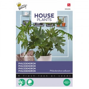 084026 filodendron